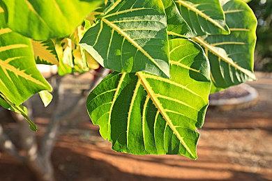 亚瑟摩根演员：《荒野大镖客3》肯定有 但亚瑟的故事已经完结